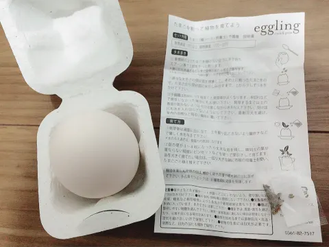 長沢 菜々香｜たまごの観察日記?（2017-01-07）｜3枚目