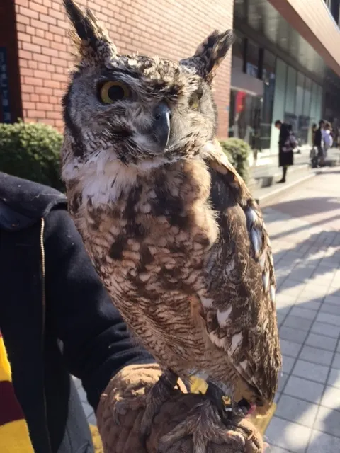 長沢 菜々香｜🦉（2017-12-16）｜3枚目