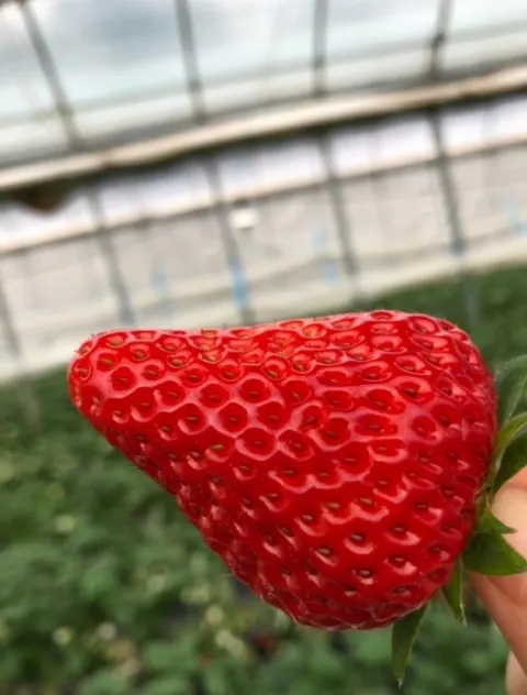 長沢 菜々香｜イチゴ狩り🍓（2018-02-20）｜5枚目