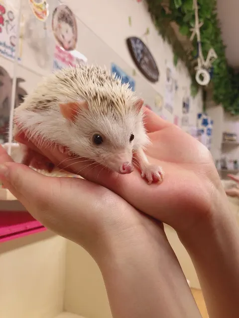 長沢 菜々香｜ハリネズミ🦔（2018-09-04）｜4枚目