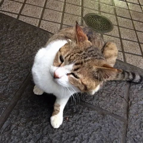 織田 奈那｜猫（2016-04-04）
