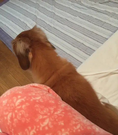 尾関 梨香｜念願😌（2019-10-24）