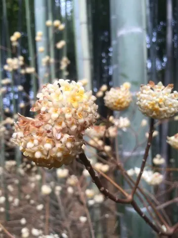 齋藤 冬優花｜＼︎︎❤︎︎142/（2016-04-03）｜3枚目
