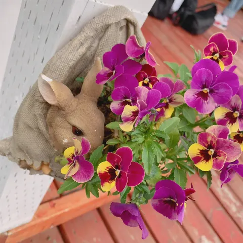 齋藤 冬優花｜6月8日(1163)【🦆🏉】（2019-06-09）