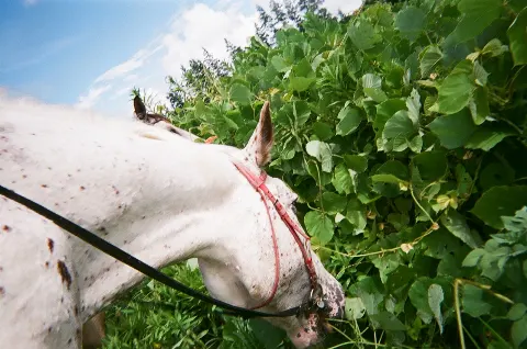 齋藤 冬優花｜SAKURA_MEGURI🐴🌸（2021-10-15）｜2枚目