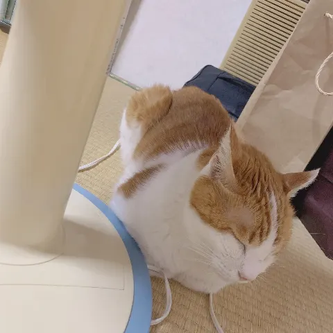 齋藤 冬優花｜10月7日(1285)【何時間睡眠ですか?】（2019-10-10）｜2枚目