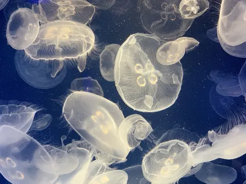 齋藤 冬優花｜水族館（2020-02-23）｜3枚目