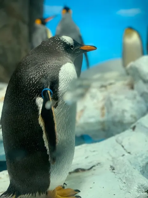 齋藤 冬優花｜水族館（2020-02-23）｜4枚目