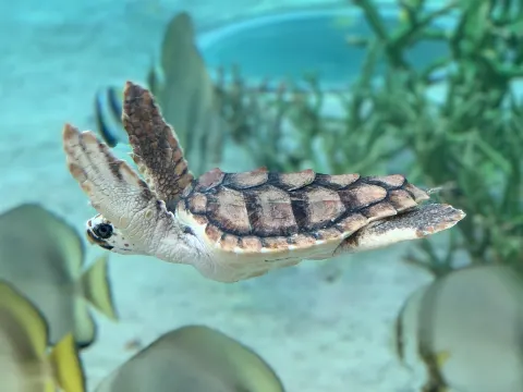 齋藤 冬優花｜水族館（2020-02-23）