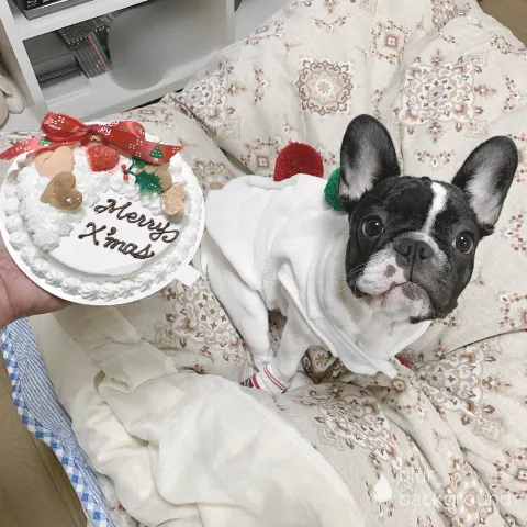 齋藤 冬優花｜12月25日(1364)【クリスマスっぽい】（2019-12-26）｜4枚目