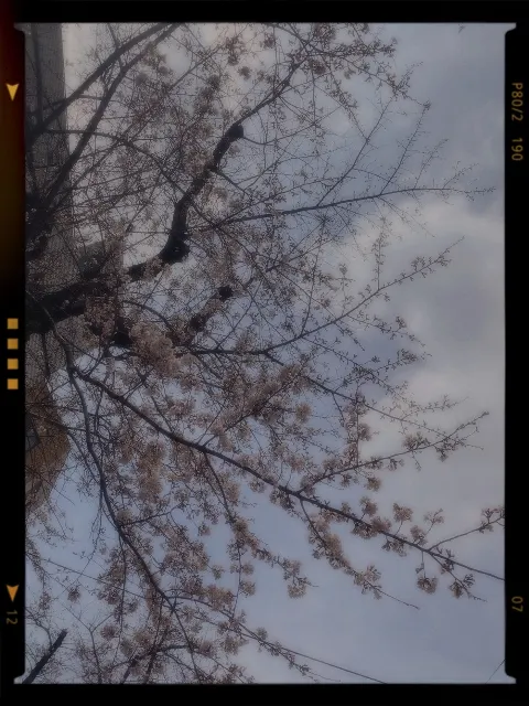 齋藤 冬優花｜3月25日(1083)【🌳🌸🤧】（2019-03-26）