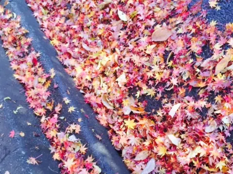 佐藤 詩織｜紅葉☆*（2015-12-11）｜3枚目