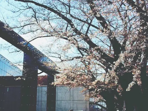 佐藤 詩織｜当たり前ってすてきなこと。（2017-04-13）｜3枚目