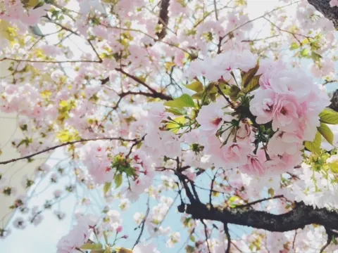 佐藤 詩織｜ささやかな幸せ。（2017-05-08）｜2枚目