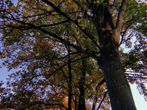 関 有美子｜🌸。（2020-11-14）