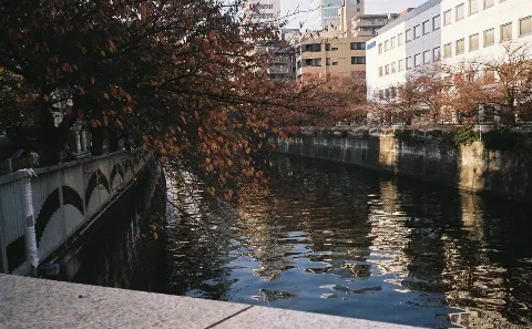 関 有美子｜🌸。（2020-11-16）｜4枚目