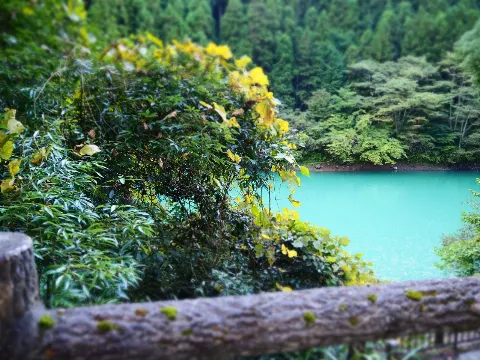 関 有美子｜🌸。（2020-11-19）