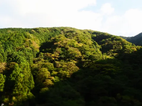 関 有美子｜🌸。（2020-11-19）｜2枚目