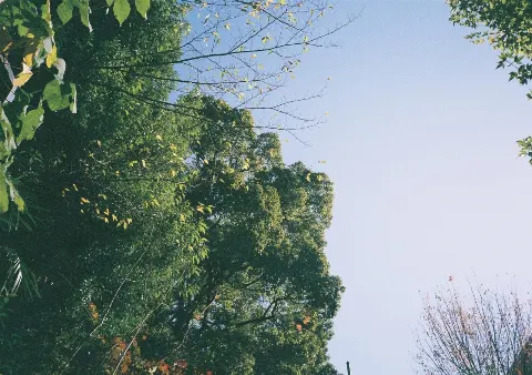 関 有美子｜🌸。（2020-11-24）｜5枚目
