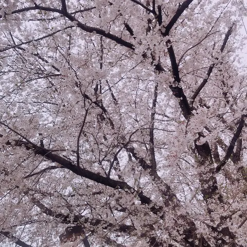 関 有美子｜🌸。（2020-12-10）