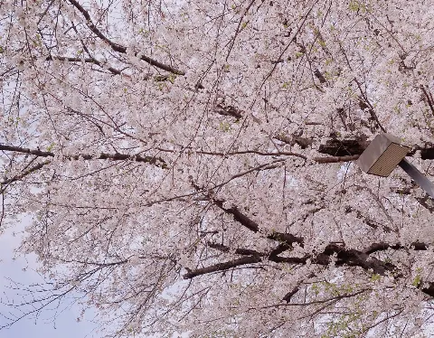 関 有美子｜🌸。（2021-03-31）