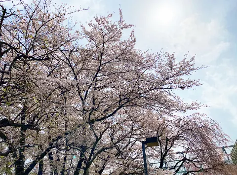 関 有美子｜🌸。（2021-03-31）｜2枚目