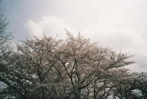 関 有美子｜🌸。（2021-04-15）｜8枚目
