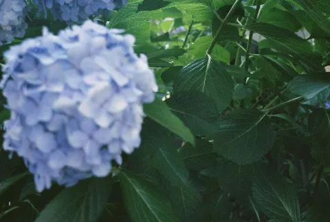 関 有美子｜🌸。（2021-07-04）