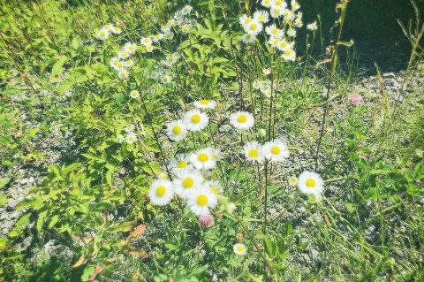 関 有美子｜🌸。（2021-09-01）｜7枚目