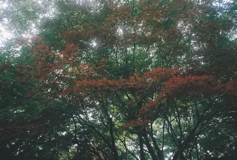 関 有美子｜🌸。（2021-10-17）｜13枚目