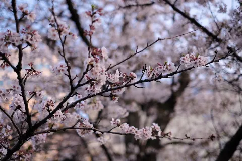 関 有美子｜🌸。（2022-04-11）