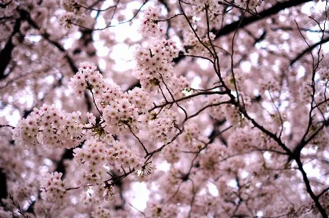 関 有美子｜🌸。（2022-04-11）｜2枚目