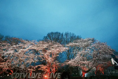 関 有美子｜🌸。