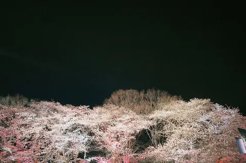 関 有美子｜🌸。（2022-04-05）｜2枚目