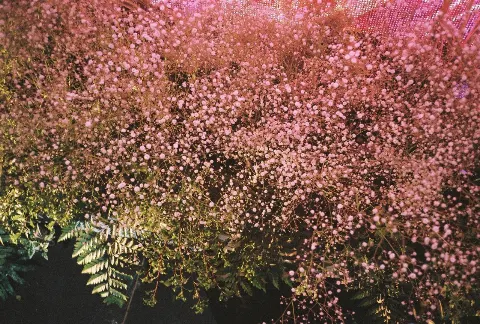 関 有美子｜🌸。（2022-06-03）｜7枚目