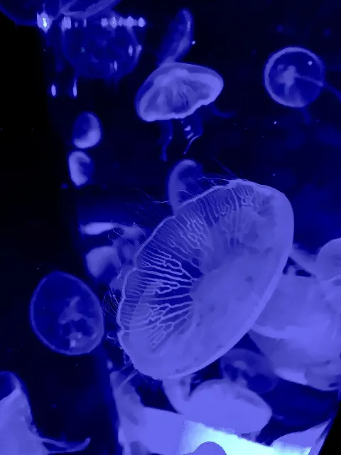 関 有美子｜🌸。（2022-07-27）