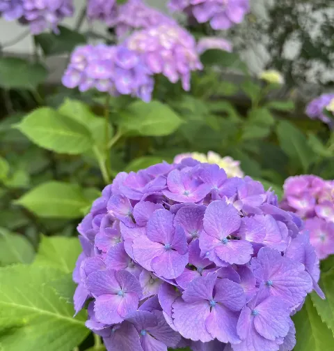 関 有美子｜🌸。（2022-07-27）｜2枚目