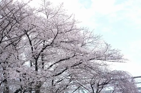 関 有美子｜🌸。（2023-03-30）｜5枚目