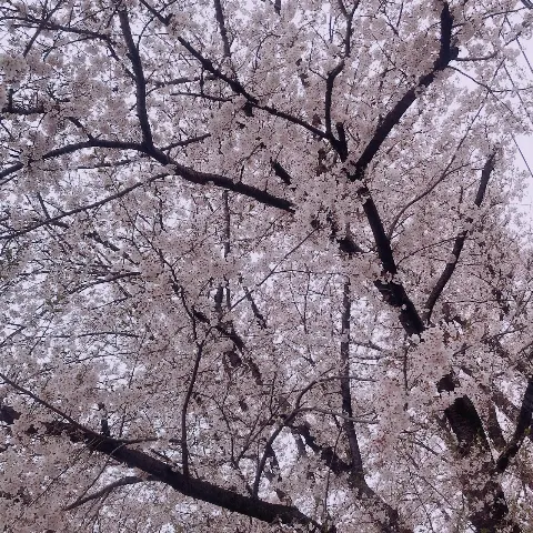 関 有美子｜ゆったり。（2020-06-12）