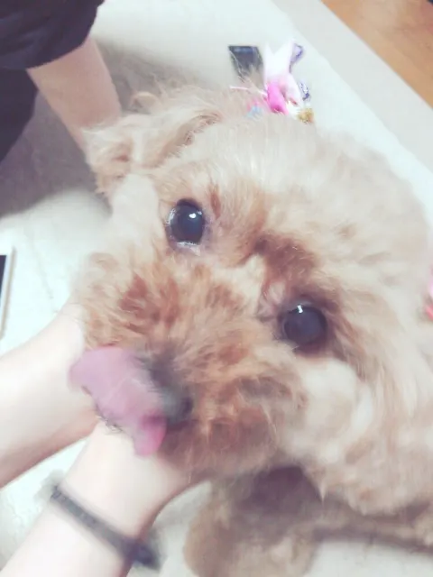 志田 愛佳｜少年マガジン発売です。（2016-01-06）