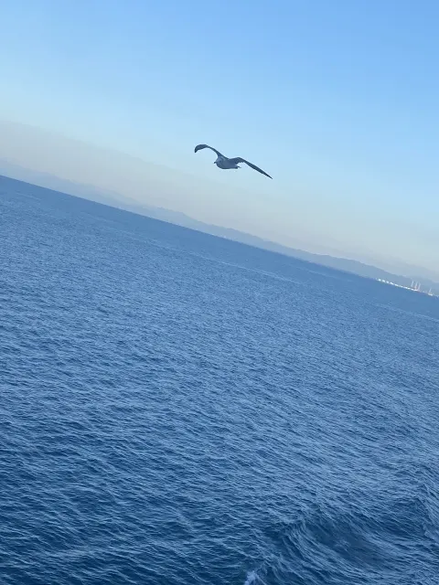 菅井 友香｜Nobody's_fault🚢（2020-11-11）｜6枚目