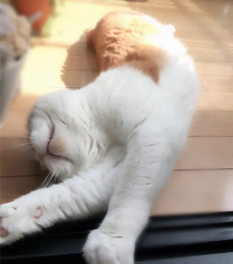 菅井 友香｜最近のトム^._.^（2016-04-15）