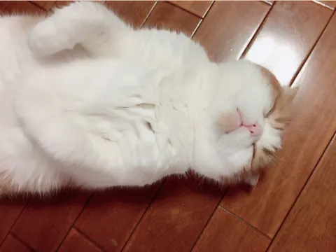 菅井 友香｜ごろーん=^･ω･^=（2016-05-05）｜2枚目