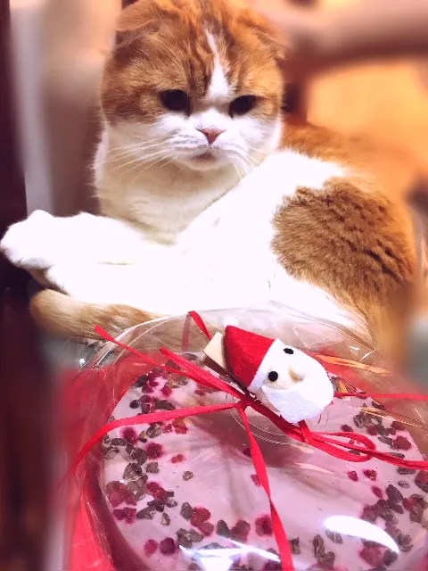 菅井 友香｜めりくり🎄めりくり（2017-12-25）