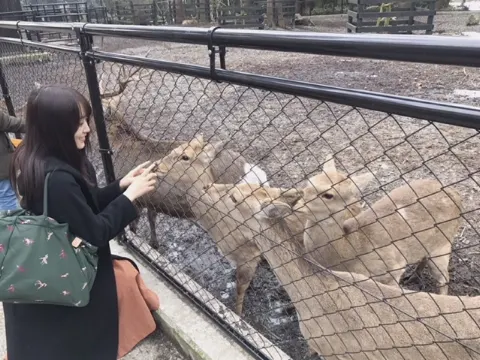 菅井 友香｜非日常\ ♪♪ /（2018-03-17）