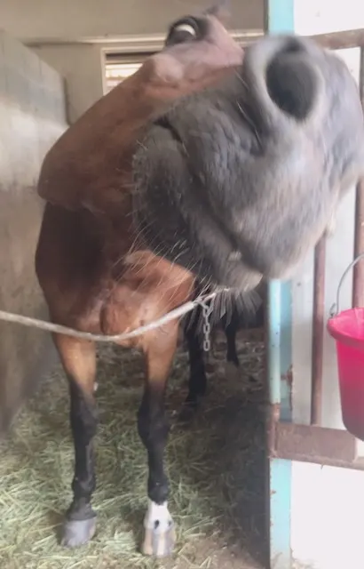 菅井 友香｜久しぶりの再会🐴（2018-08-17）｜3枚目