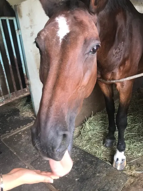 菅井 友香｜久しぶりの再会🐴（2018-08-17）｜2枚目