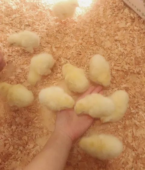 菅井 友香｜ぴよぴよ🐣（2019-08-31）｜6枚目