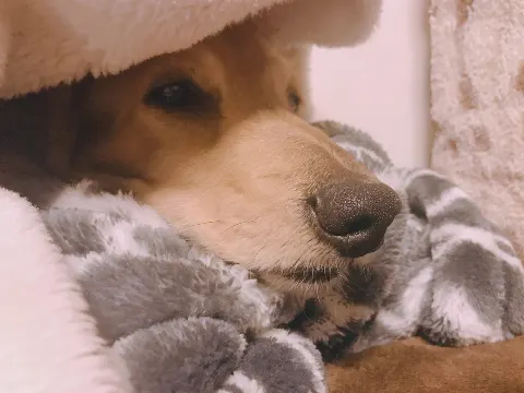 鈴本 美愉｜🐗（2019-01-08）｜4枚目