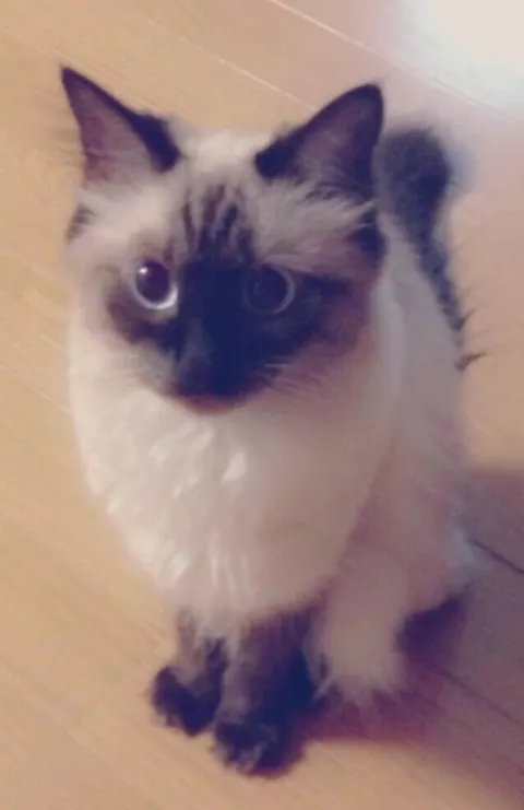 渡辺 梨加｜ねこねこねこ（2015-12-13）